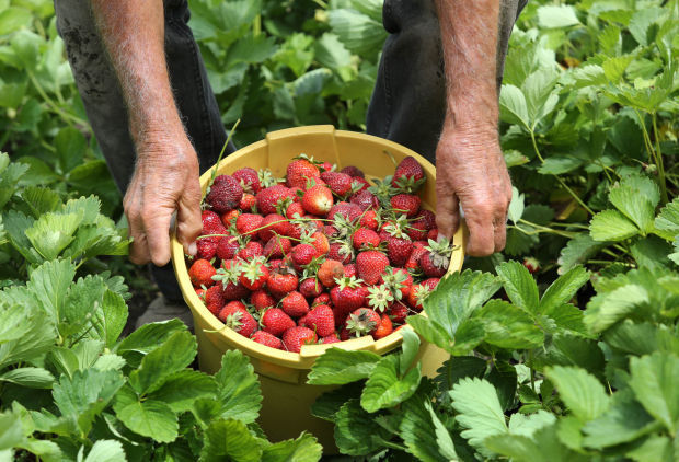 Strawberry picking time: Region farms will offer pounds of the sweet fruit